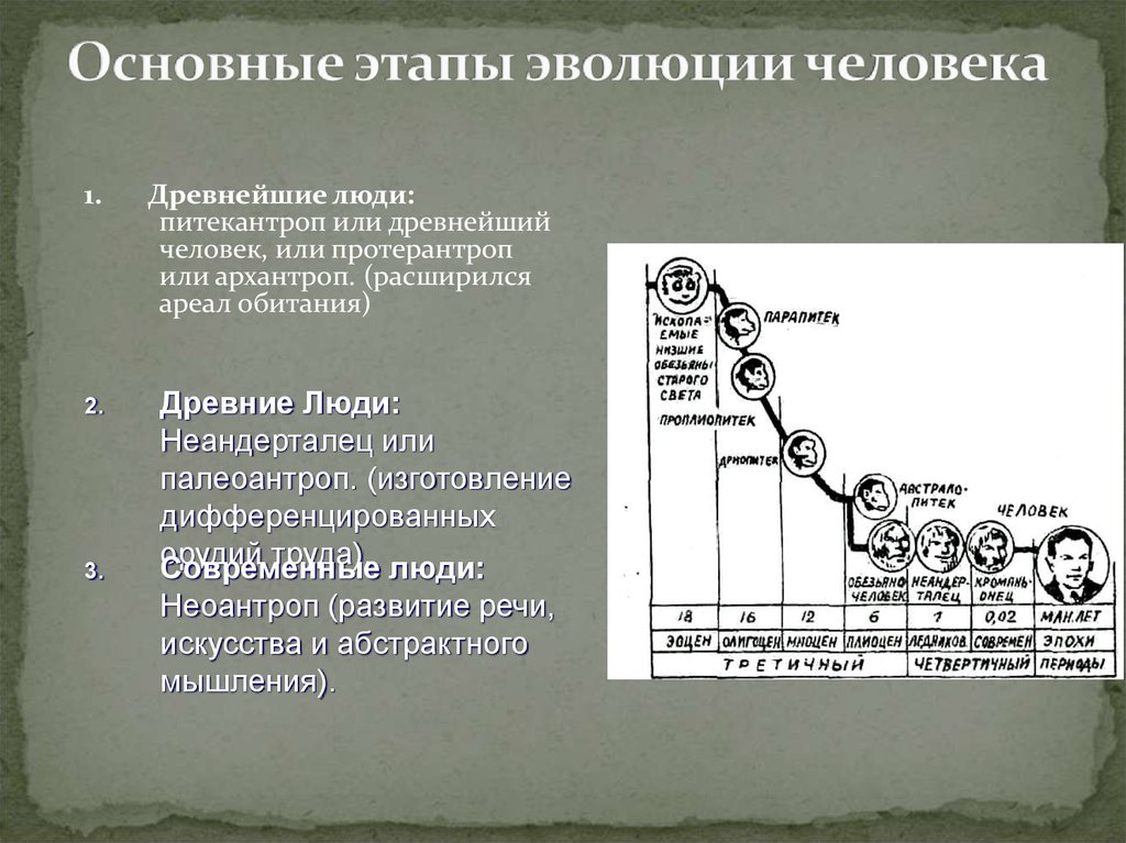 Основные этапы эволюции приматов презентация