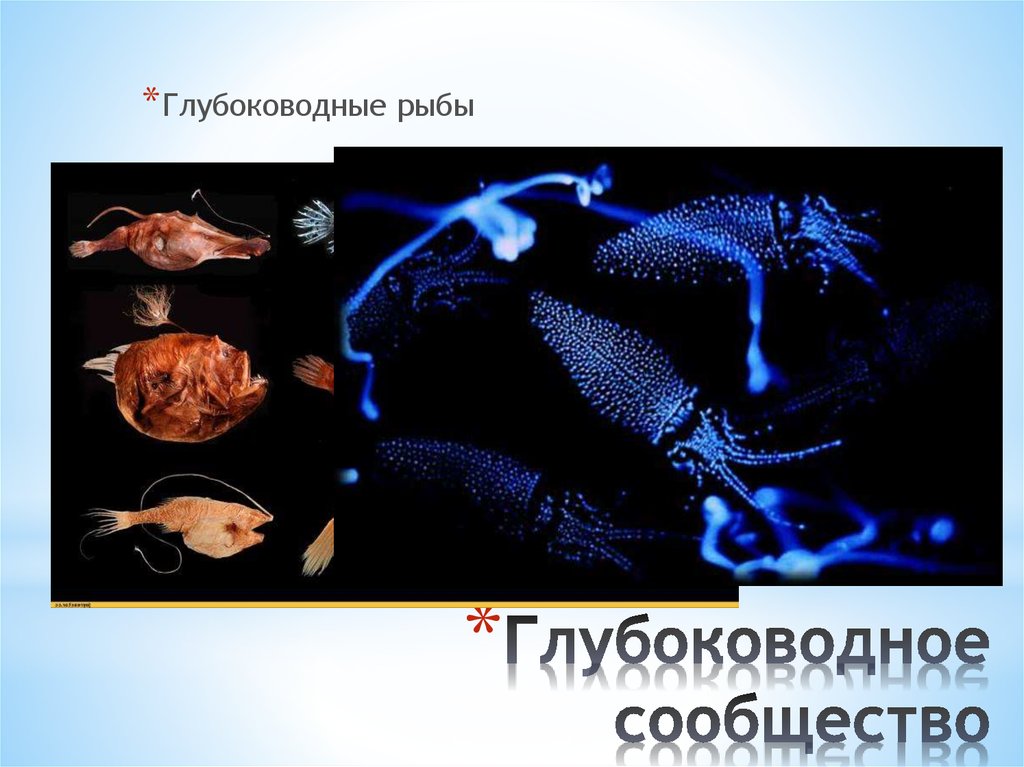 Глубоководное сообщество