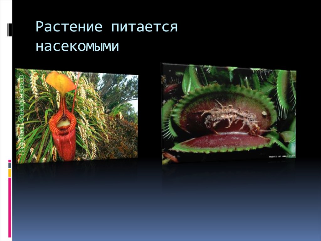 Растение питается насекомыми