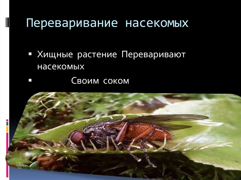 Переваривание насекомых