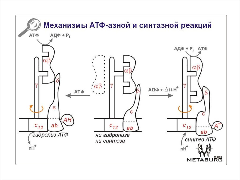 Ведущий механизм синтеза атф. Строение АТФ синтазного комплекса. АТФ синтаза реакция. Структурно-функциональная организация АТФ-синтазы. Натриевая АТФ синтаза.