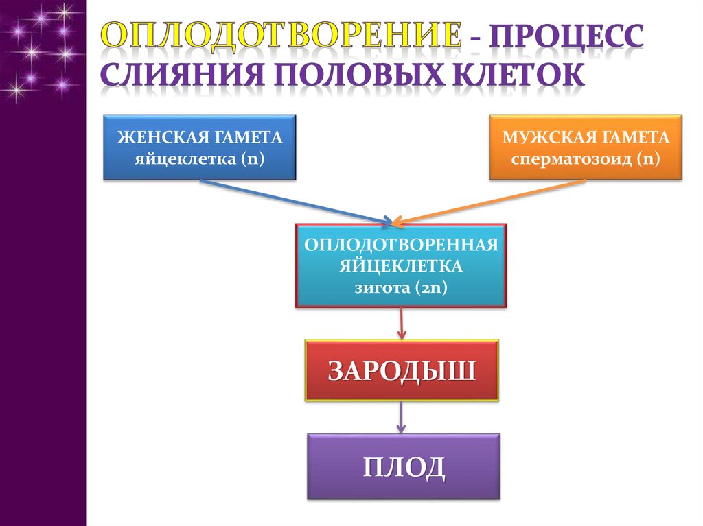 Развитие зародыша презентация