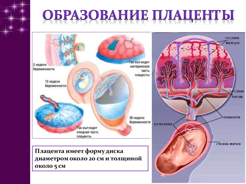 Презентация мать плацента плод