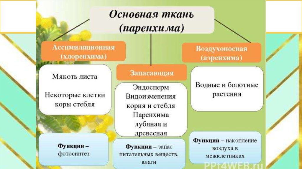 Группы тканей растений