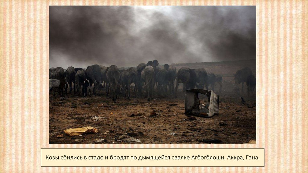 Козы сбились в стадо и бродят по дымящейся свалке Агбогблоши, Аккра, Гана.