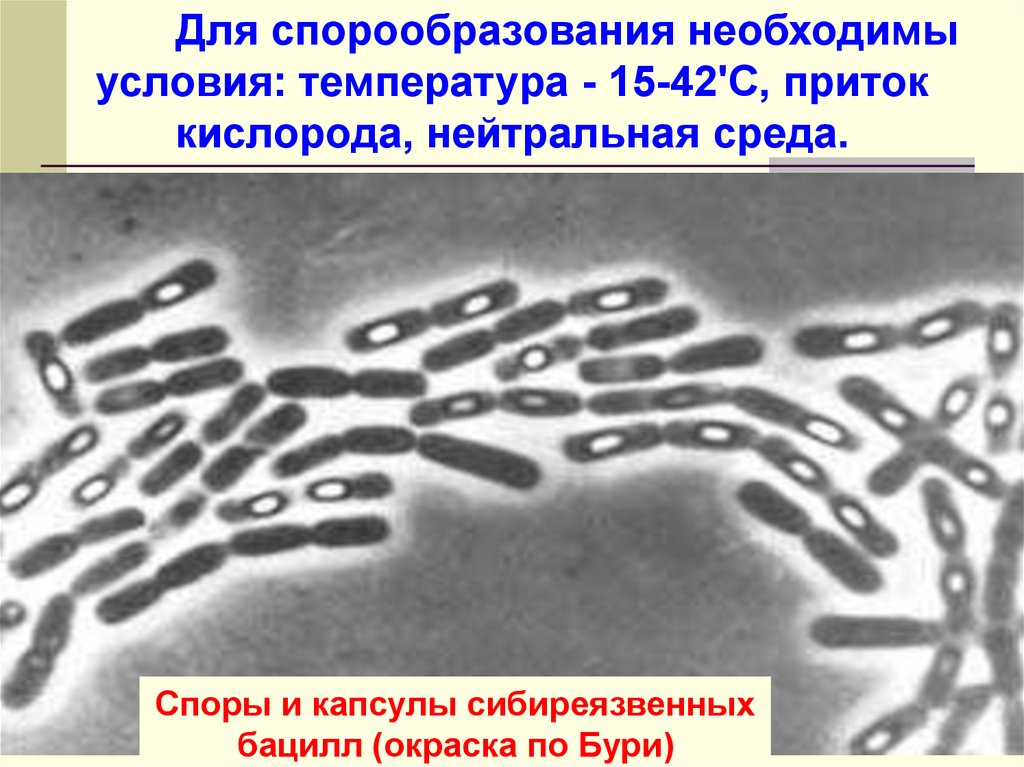 Споры сибирской язвы сохраняются. Спорообразование Bacillus. Условия для спорообразования. Спорообразование сибирской язвы. Споры и капсулы.