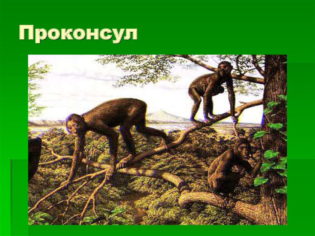 Проконсул род. Проконсул и дриопитек. Проконсул Антропогенез. Проконсул Африканский кениапитек.