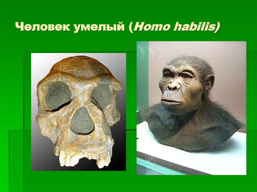 Возникновение человека умелого. Человек умелый homo habilis. Человек умелый хомо хабилис. ПРЕЗИНДЖАНТРОП человек умелый. Homo habilis строение.