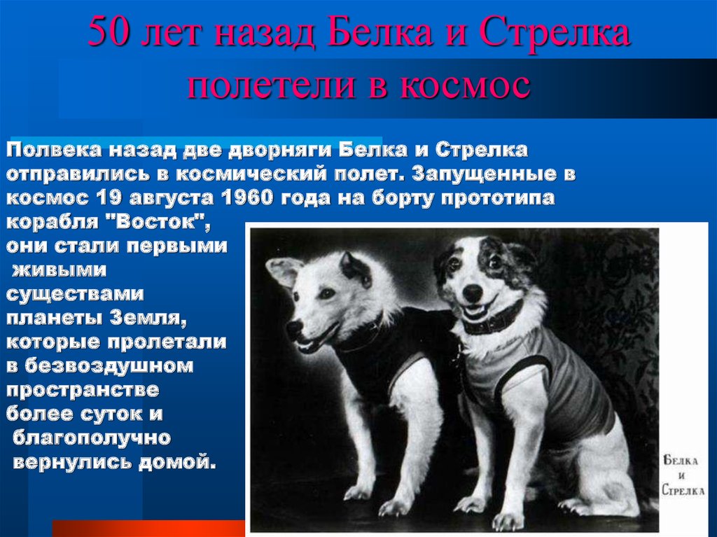 Как звали белку и стрелку. Белка и стрелка полетели в космос 1960 году они вернулись назад. Белка и стрелка 19 августа 1960 года. Белка и стрелка презентация для детей. Презентация про белку и стрелку.