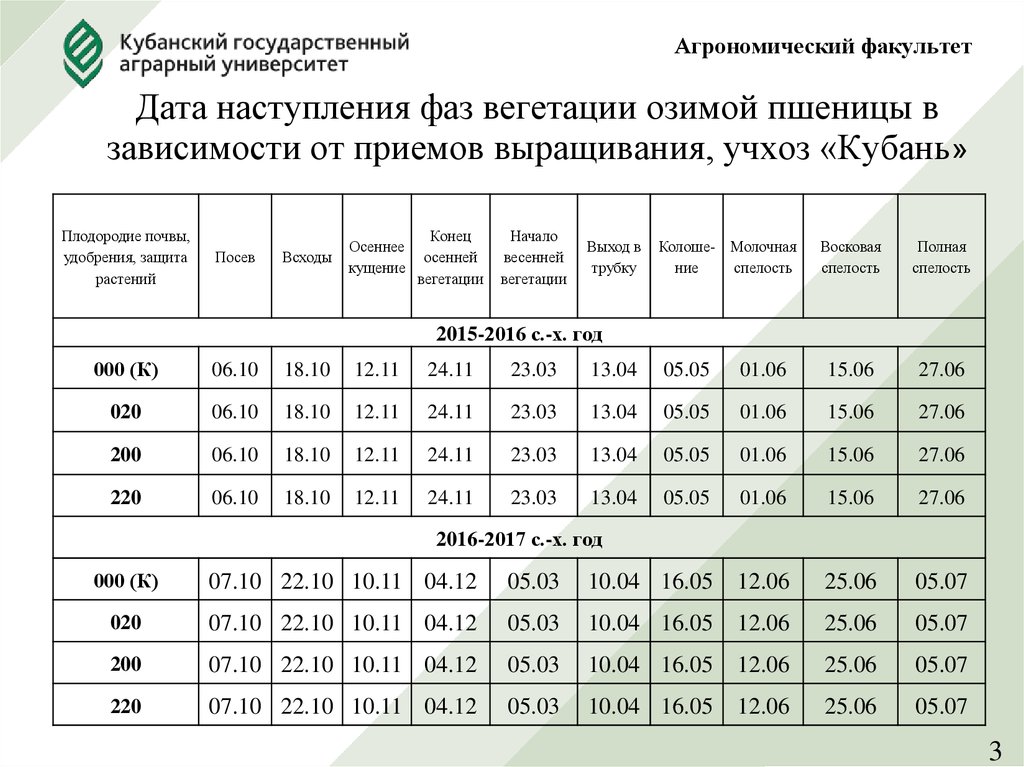 Сколько длится вегетационный период. Вегетационный период озимой пшеницы. Продолжительность вегетационного периода. Продолжительность вегетационного периода озимой пшеницы. Озимая пшеница фаза спелости.