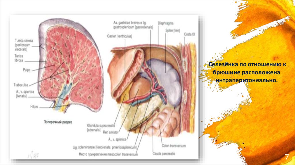 Селезенка топография. Селезенка по отношению к брюшине. Связки селезенки анатомия.