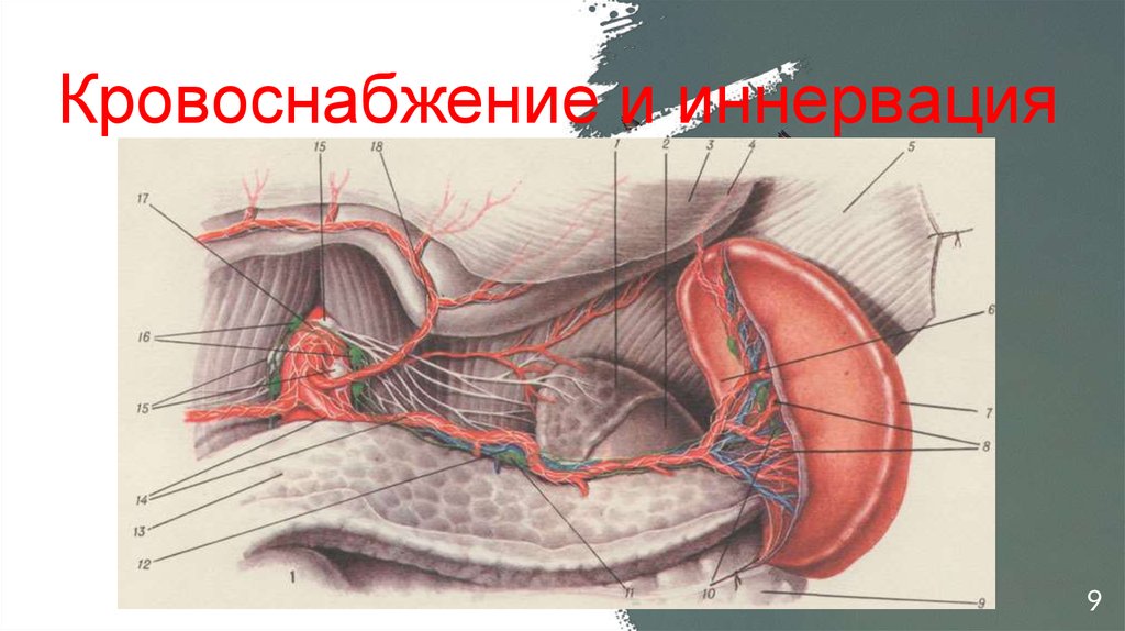 Селезенка топография. Селезенка анатомия топография. Кровоснабжение селезенки топографическая анатомия. Селезеночная артерия топография.