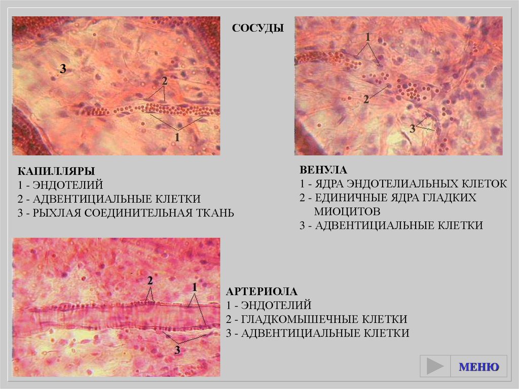 Сердце гистология презентация