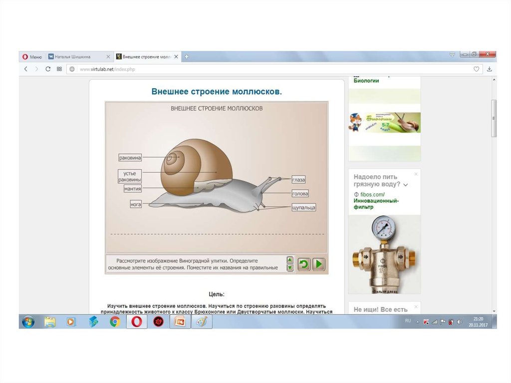 Лабораторная работа моллюски. Внешнее строение моллюсков лабораторная. Лабораторная работа строение моллюсков. Лабораторная работа внешнее строение моллюска. Лаборатория работы по биологии внешнее строение моллюсков.