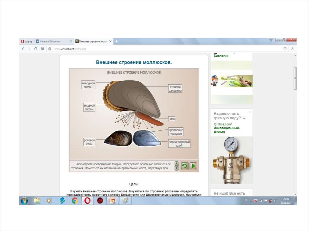 Лабораторная работа строение моллюсков