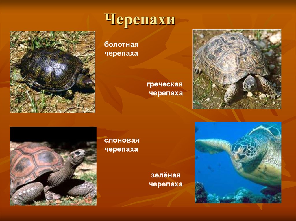 Черепахи особенности строения и представители