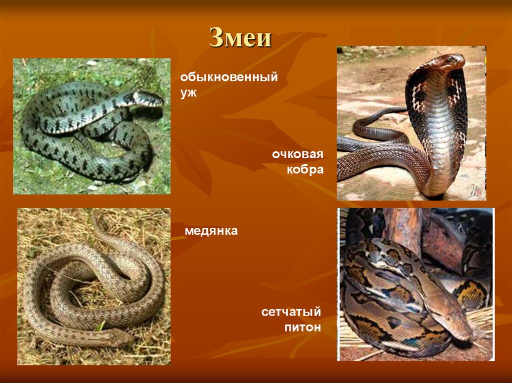Примеры змейка