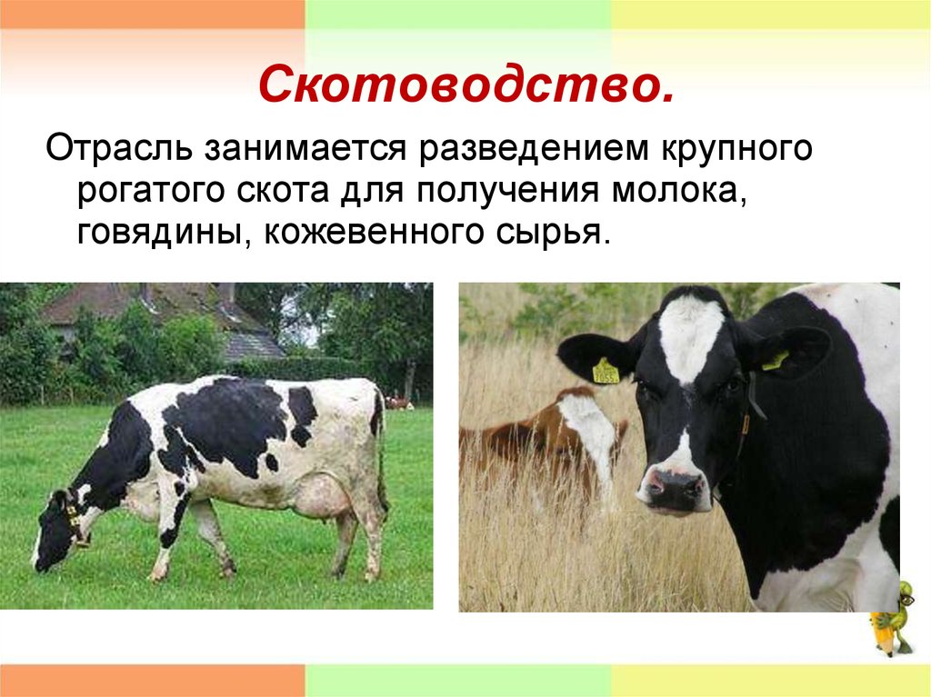 Проект наши сельскохозяйственные животные