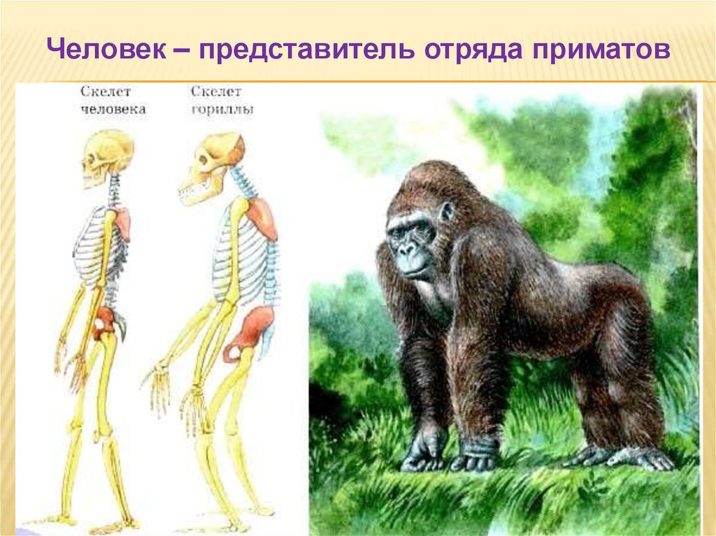 Перечислите человекообразных обезьян. Человекообразные обезьяны представители. Скелет человека и человекообразных обезьян. Сходство человека с млекопитающими. Человек и человекообразные обезьяны.