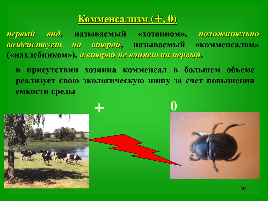 Комменсалы это. Комменсализм примеры. Примеры комменсализма в экологии. Примеры комменсализма в природе. Комменсализм у растений.