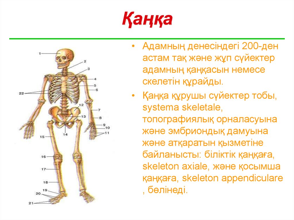 Презентация анатомия егэ по биологии