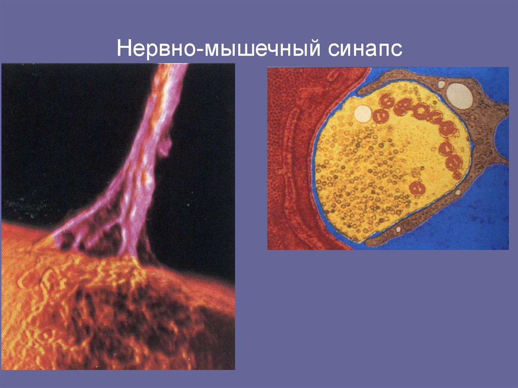 Скелетно мышечный синапс