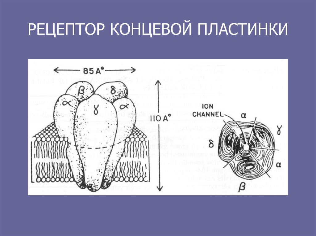 Миорелаксанты - презентация онлайн