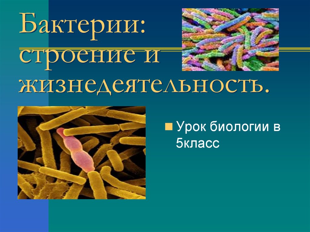 Строение и жизнедеятельность бактерий 5 класс презентация