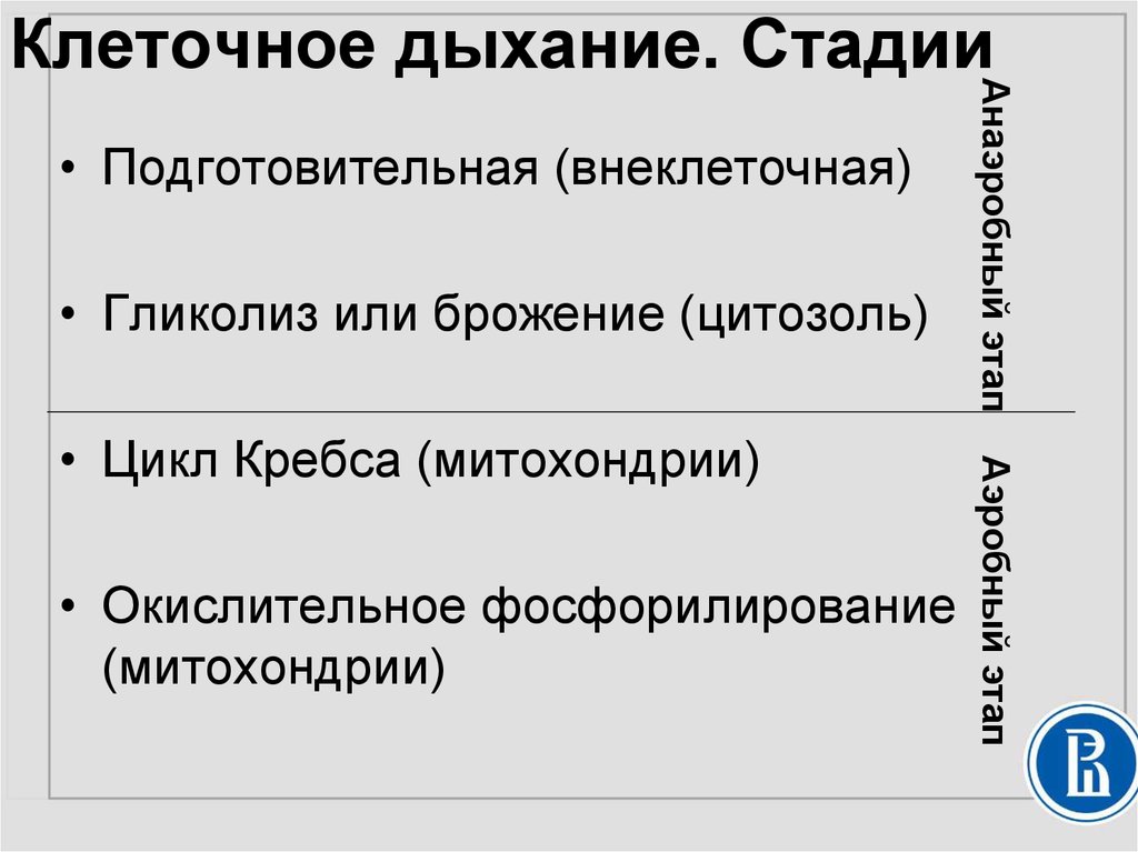 Этапы клеточного дыхания. Стадии дыхания клетки. Подготовительный этап клеточного дыхания. Процессы и этапы клеточного дыхания.