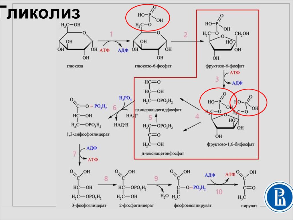 Атф глюкоза адф. 10 Реакций гликолиза биохимия. 1 Реакция анаэробного гликолиза. Анаэробный гликолиз схема реакций. Аэробный гликолиз реакции.