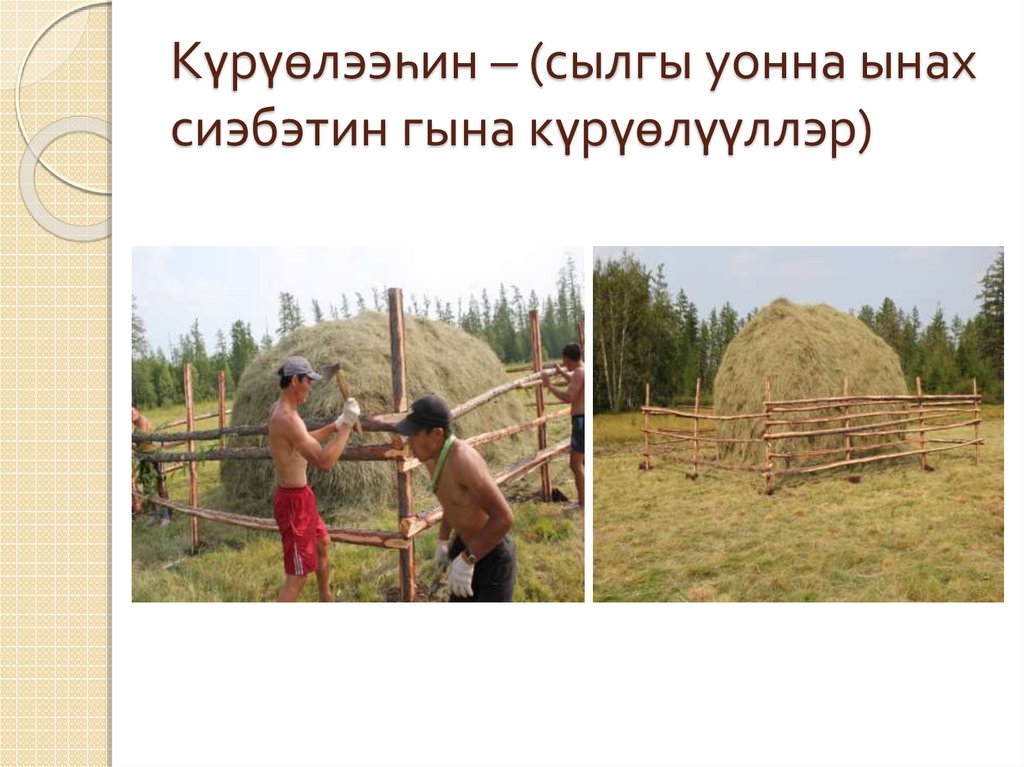 Күрүөлээһин – (сылгы уонна ынах сиэбэтин гына күрүөлүүллэр)