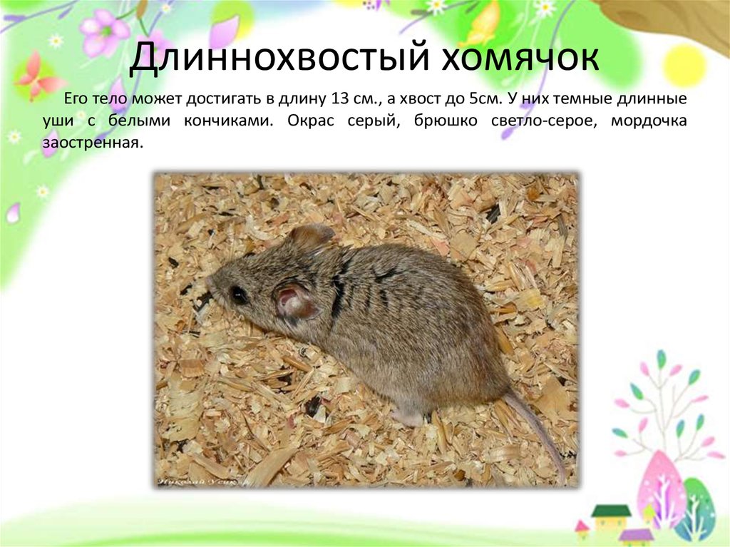 Длиннохвостый хомячок фото