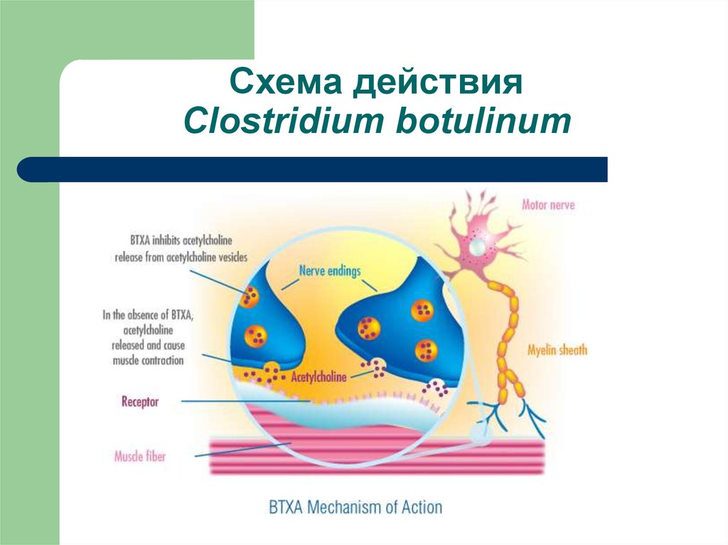 Clostridium botulinum презентация