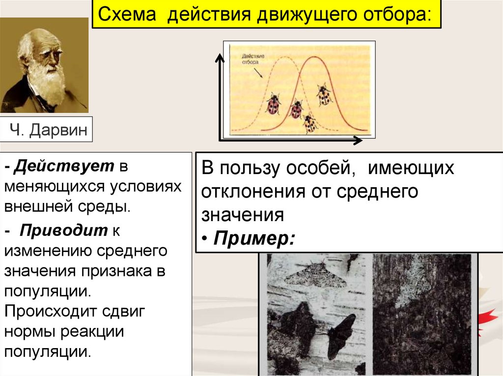 Презентация по биологии 7 класс чарльз дарвин о причинах эволюции животного мира