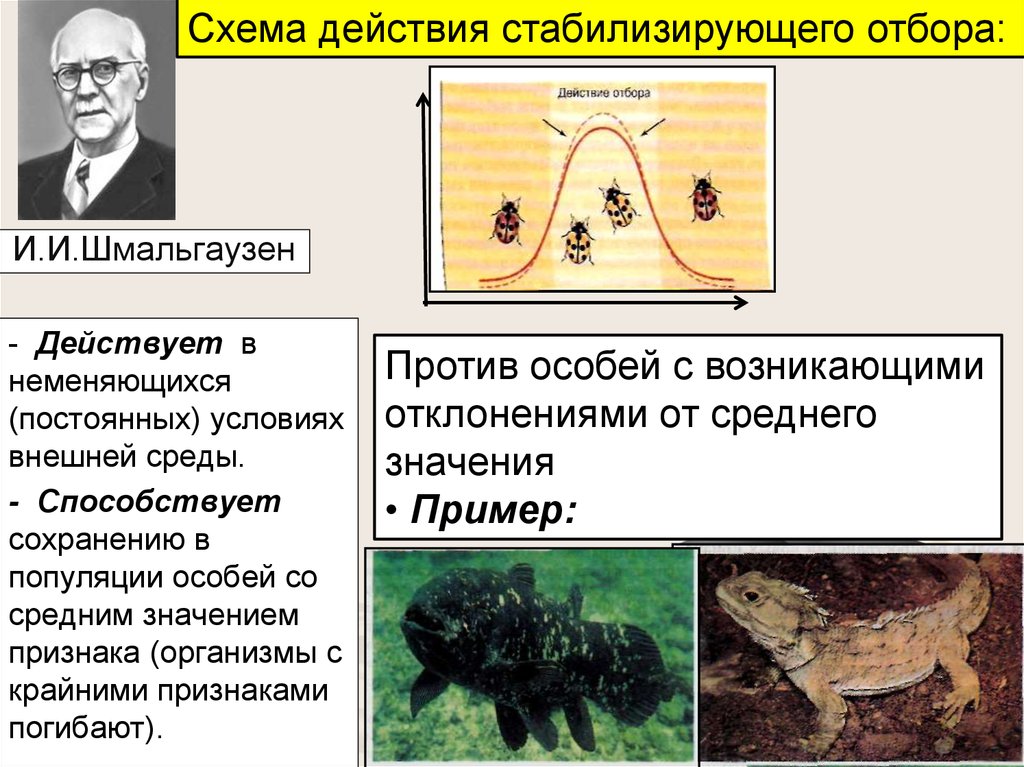 Стабилизирующая форма отбора результат. Стабилизирующий отбор Шмальгаузен. Шмальгаузен теория эволюции. Шмальгаузен формы естественного отбора. Шмальгаузен естественный отбор.