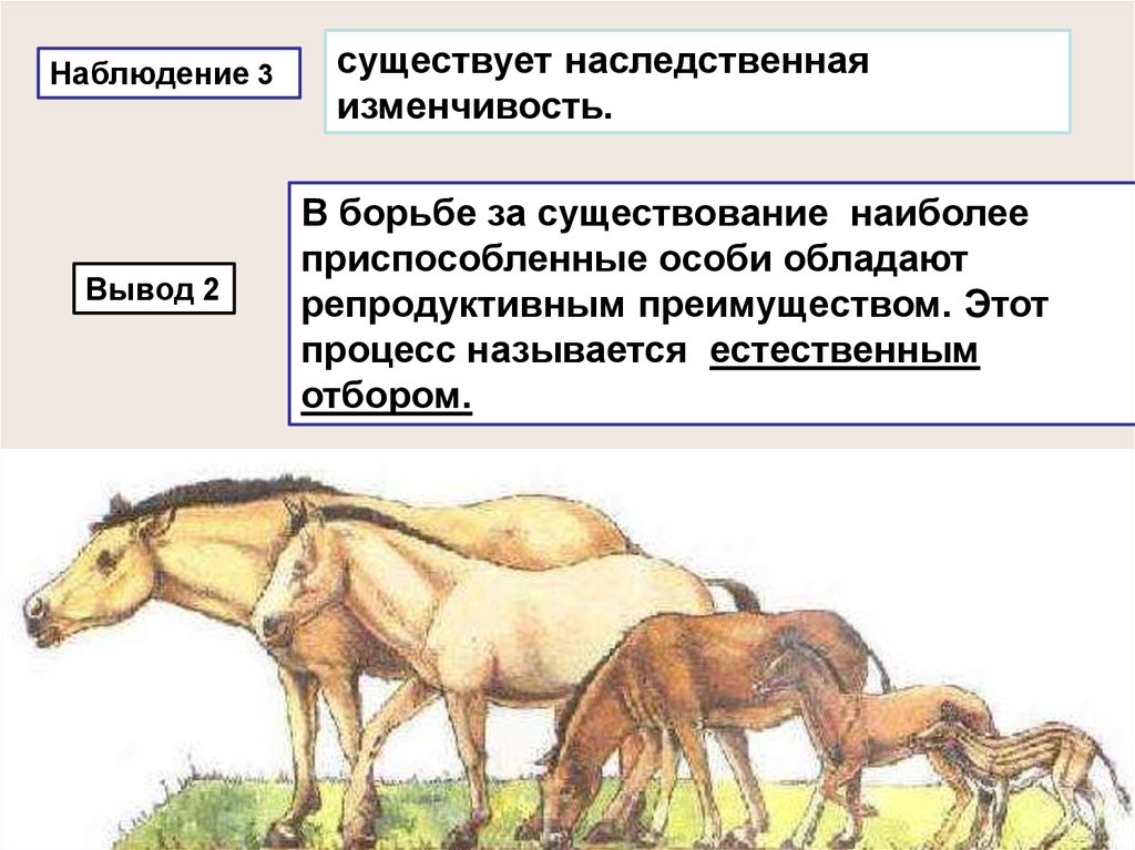 Репродуктивная изоляция служит причиной. Наследственная изменчивость борьба за существование. Вывод о наследственной изменчивости. Наследственная изменчивость и естественный отбор. Эволюция наследственная изменчивость борьба за существование.