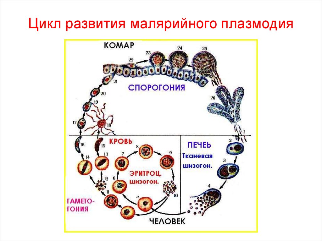 Возникновении малярии. Циклмразвития смалярийного пллазмодия. Цикл развития малярийного плазмодия схема. Жизненный цикл малярийного плазмодия схема. Цикл развития малярийного пл.