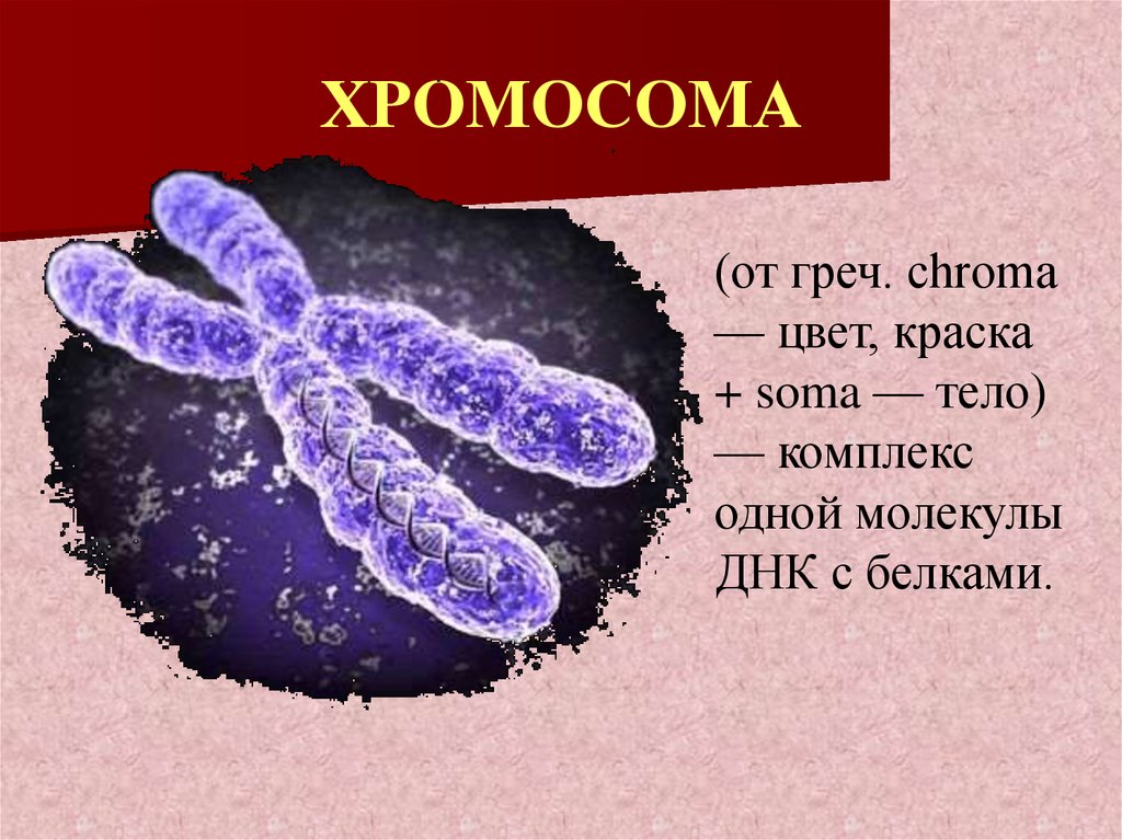 Наука изучающая строение и функции хромосом