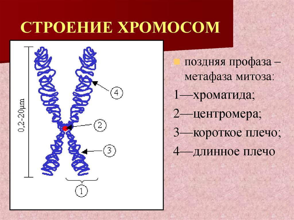 Хромосома состоит из. Строение митотической хромосомы. Строение митотических хромосом. Хромосомы строение и функции. Строение хромосомы хроматида рисунок.