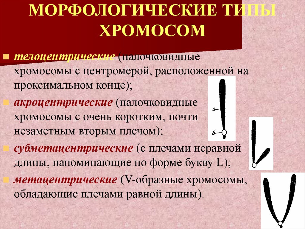 Формы хромосом. Морфологические типы хромосом. Структура и типы хромосом. Основные морфологические типы хромосом. Морфологические типы хромосом человека.