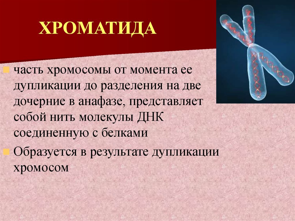 Функции хромосом. Части хромосомы. Дупликация хромосомы 14. Дупликация хромосом фаза. Части хромосомы от момента ее ДУБЛИКАЦИИ.