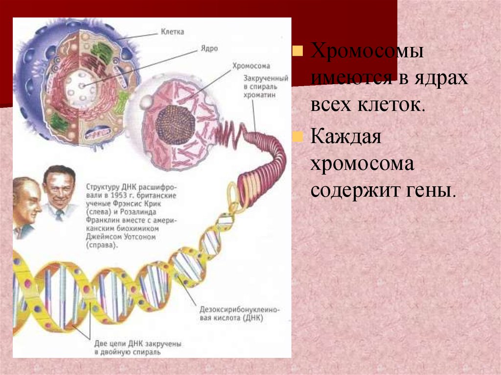 Структура и функции хромосом презентация