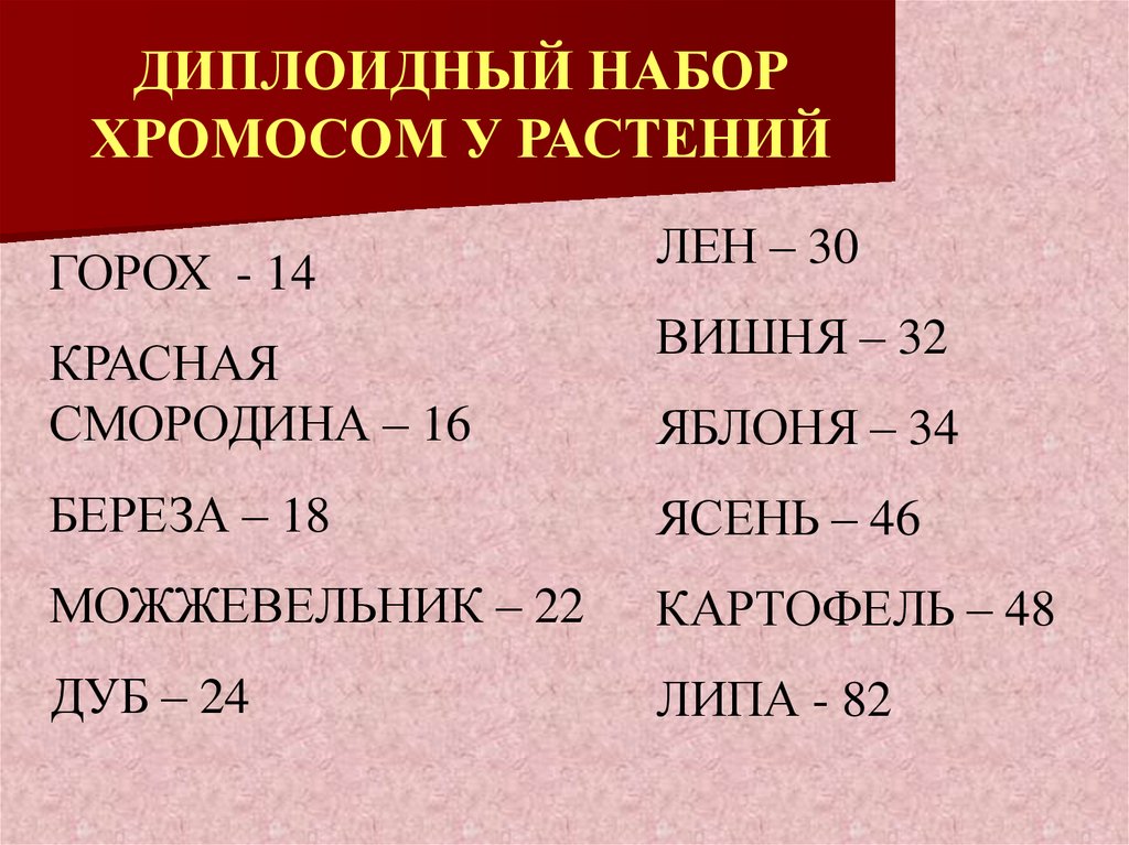 Диплоидные хромосомы. Набор хромосом у растений. Диплоидный набор хромосом у растений. У кого диплоидный набор хромосом растений. Диплоидный набор растений.