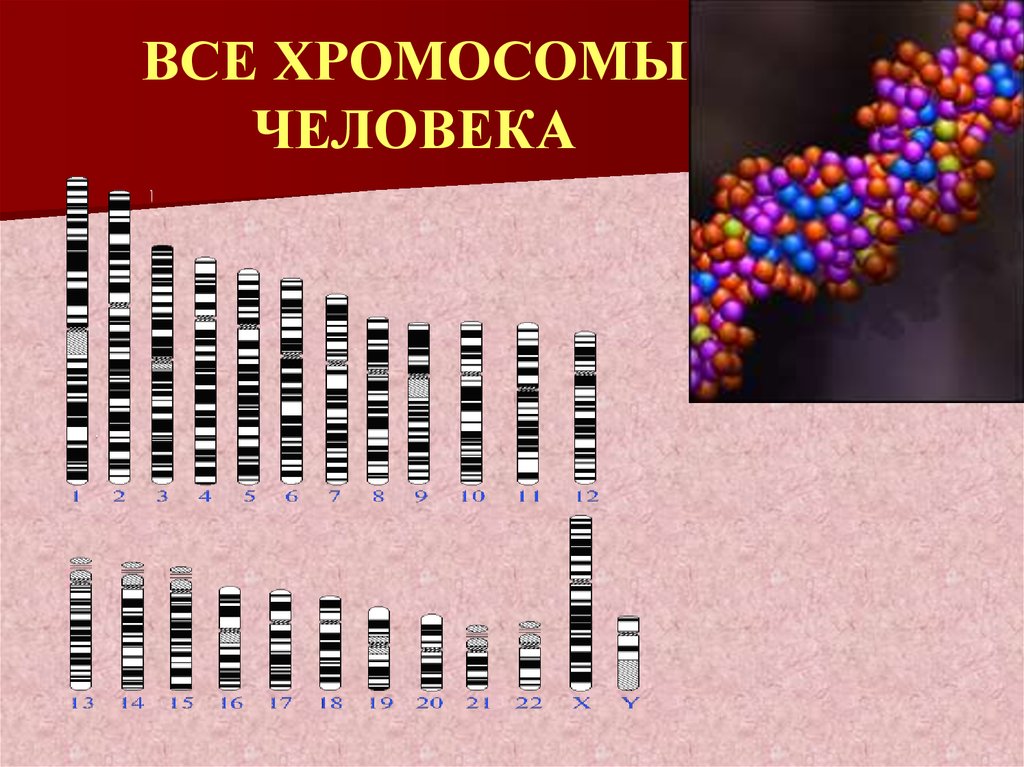 1 хромосома человека. Хромосомы человека. Таблица хромосом человека. Самая большая хромосома человека. Всего хромосом у человека.