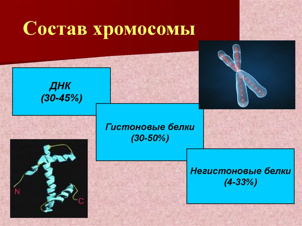 X хромосома какие. Строение хромосомы. Схема строения хромосомы. Состав хромосом. Составные части хромосомы.