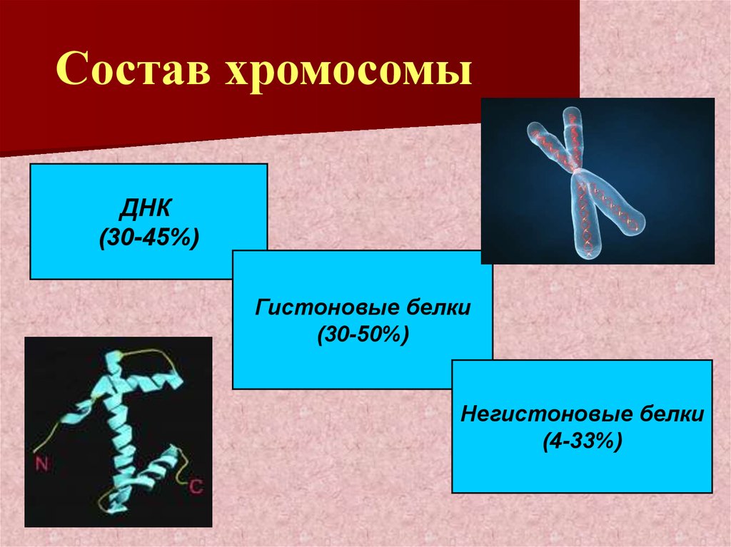 Термин хромосома. Состав хромосом. Функции хромосом. Строение и состав хромосомы. Хромосомы строение и функции.