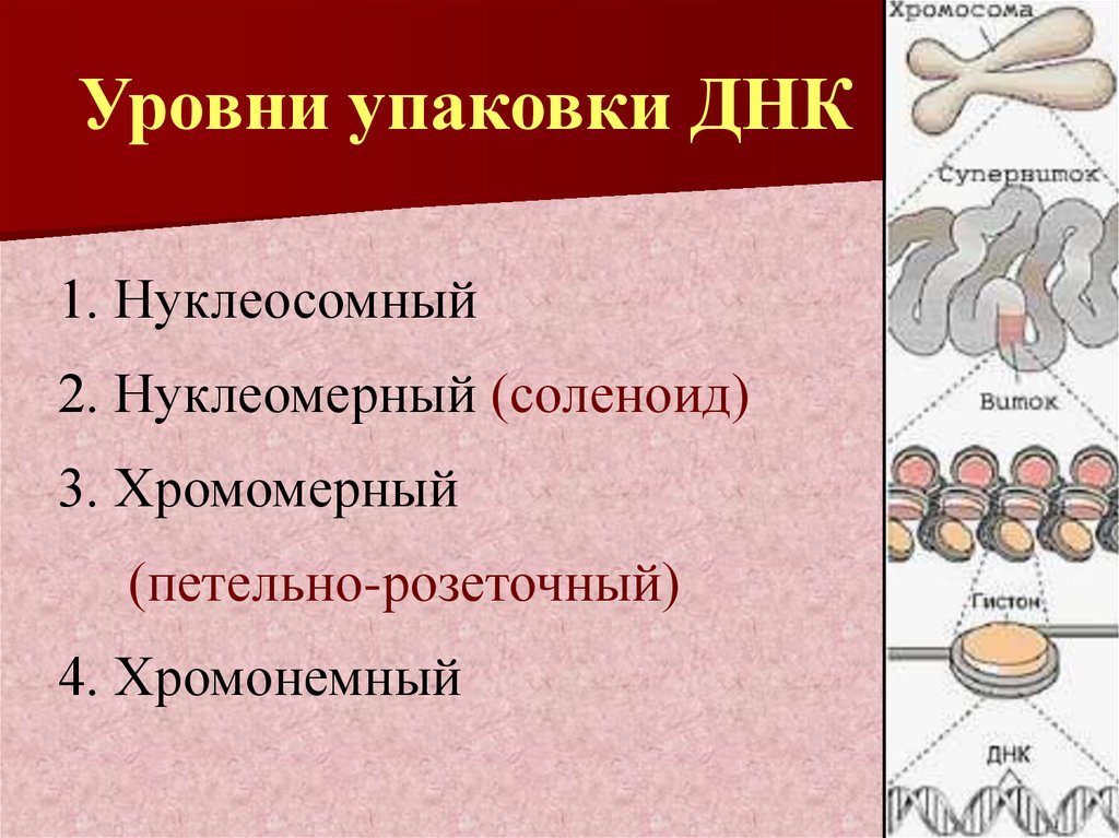 Стадии хромосом. Нуклеосомный уровень упаковки ДНК. Уровни упаковки ДНК. Уровни упаковки генетического. Хромосомный уровень упаковки ДНК.