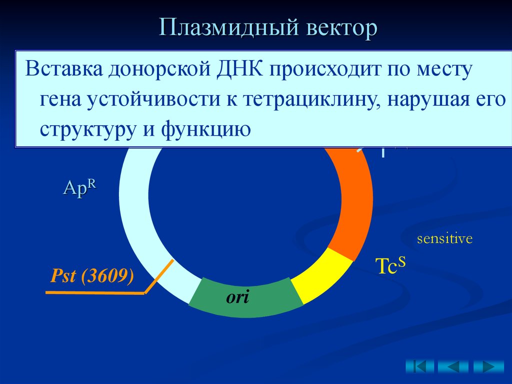 Плазмидная днк бактерий