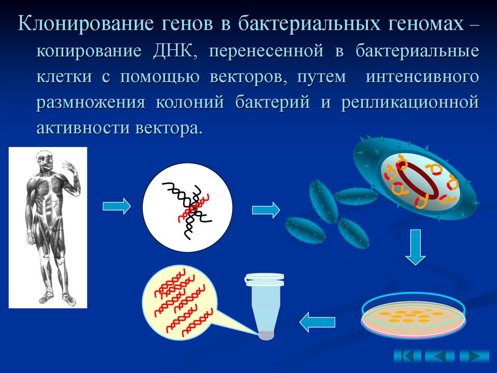 Клонирование гена картинки