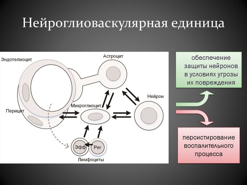 Нейроглиоваскулярная единица